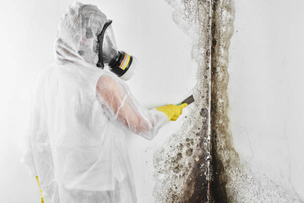 Best Emergency Mold Remediation in Greenfield, IL