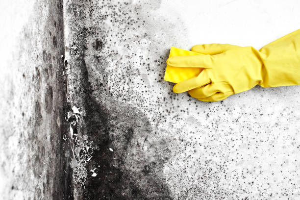 Best Residential Mold Remediation in Greenfield, IL