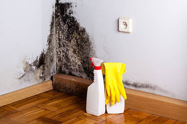 Best Kitchen Mold Remediation in Greenfield, IL