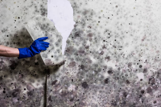 Best Insurance-Related Mold Remediation in Greenfield, IL