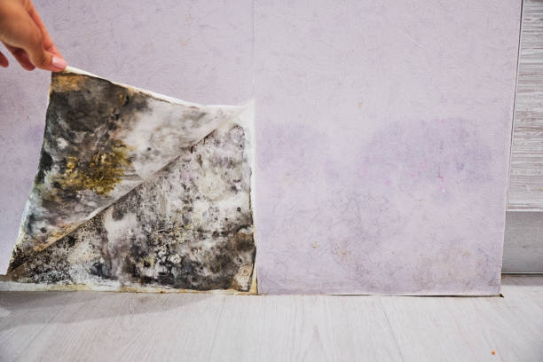 Best Basement Mold Remediation in Greenfield, IL
